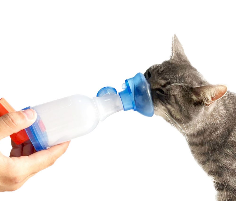Photo of an owner administering medication to his cat with the AnimHal Cat inhalation chamber.
