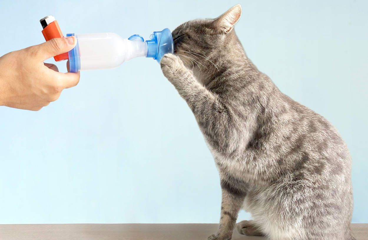 Cámara de inhalación AnimHal Cat para gato - AnimHal