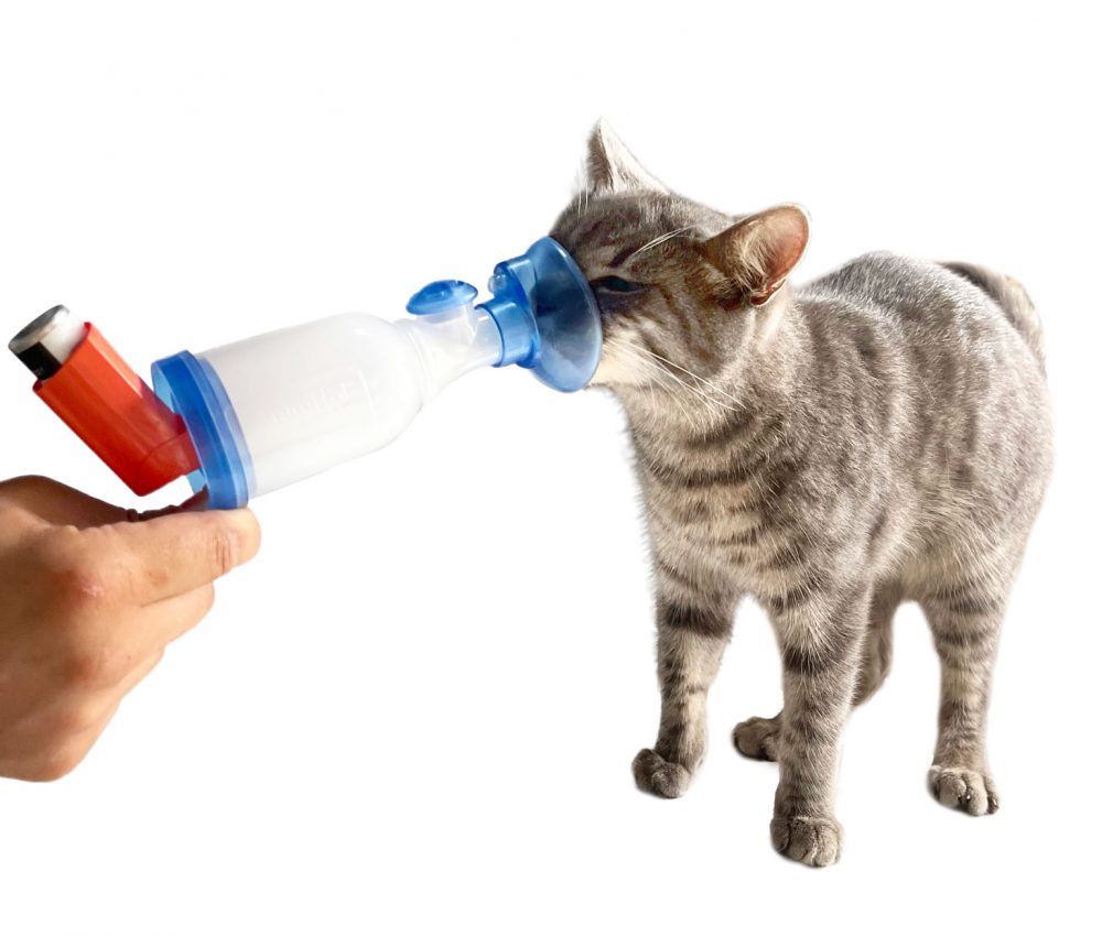 Pequeño gato gris usando la cámara de inhalación AnimHal Cat para tomar su tratamiento correctamente